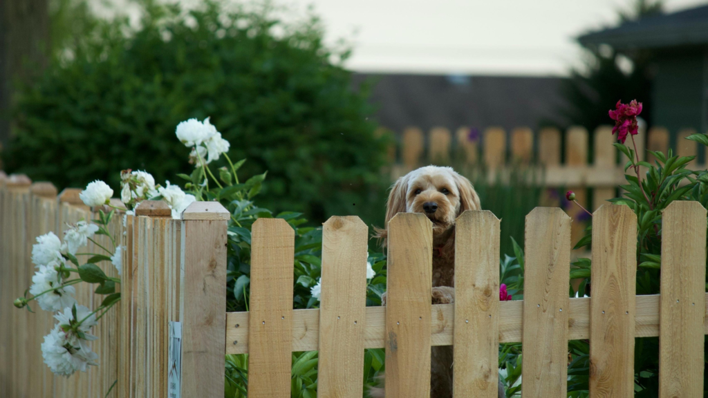 Dog Fence Toronto